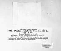 Hymenoscyphus epiphyllus image